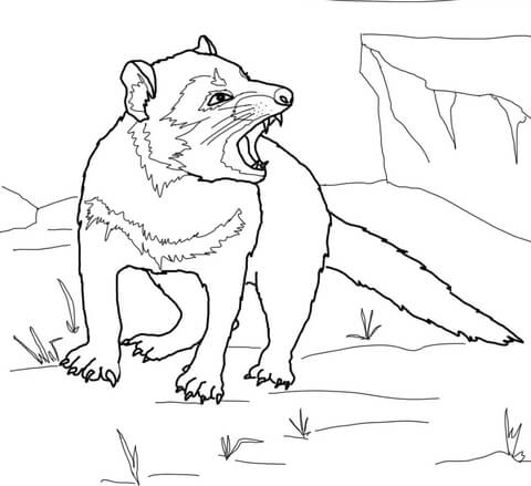 Tasmanian Devil Growling Coloring Page